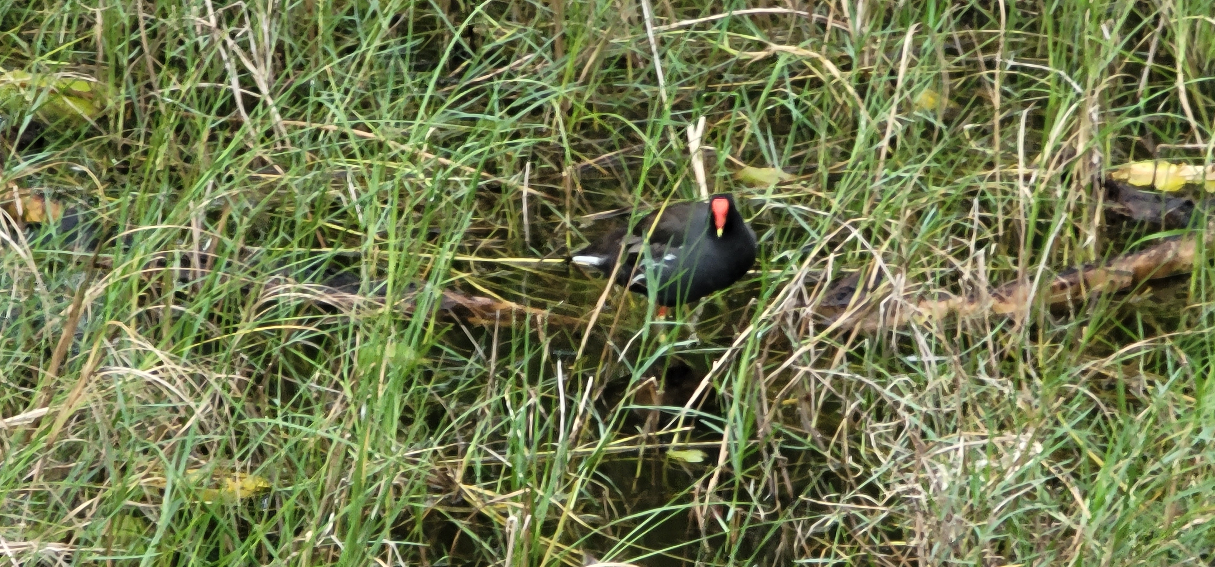 A bird looking for some food in some water-logged grass