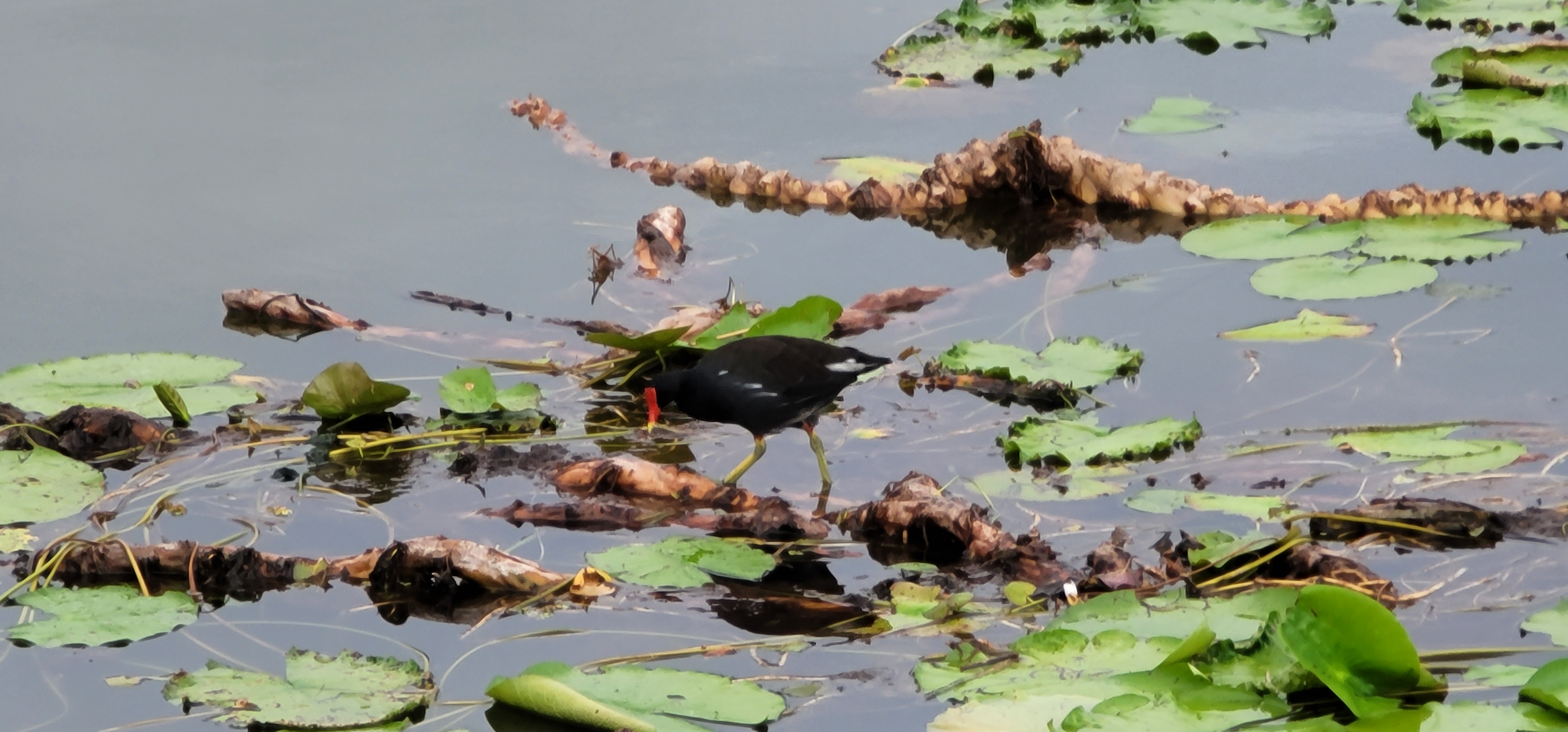 Another bird looking for food in a field of lily pads