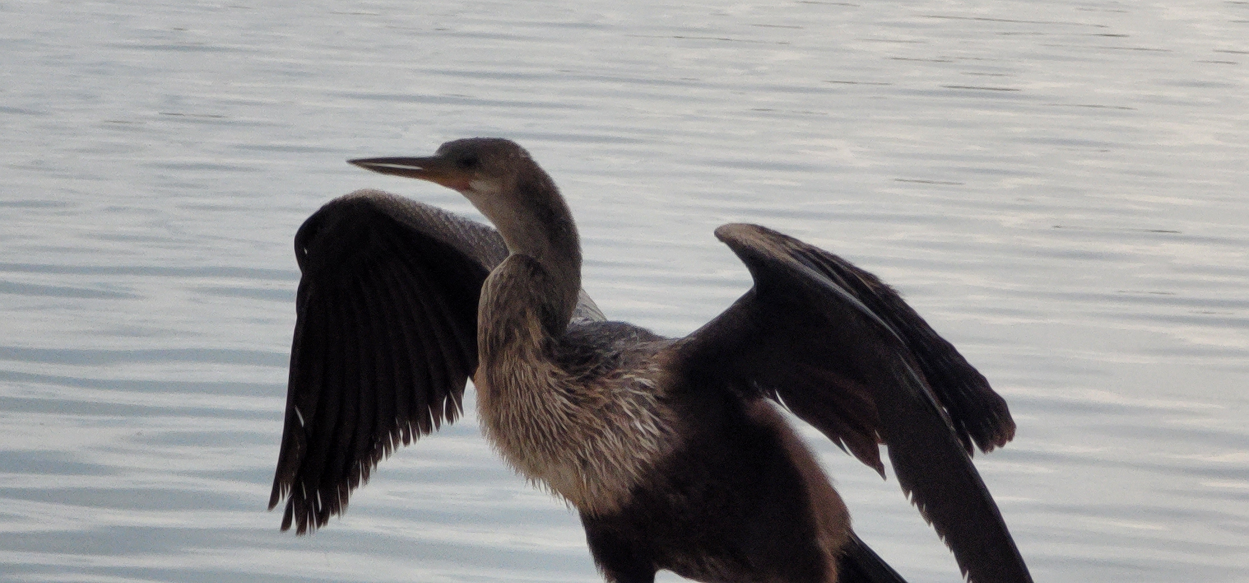 A large bird spreading its wings