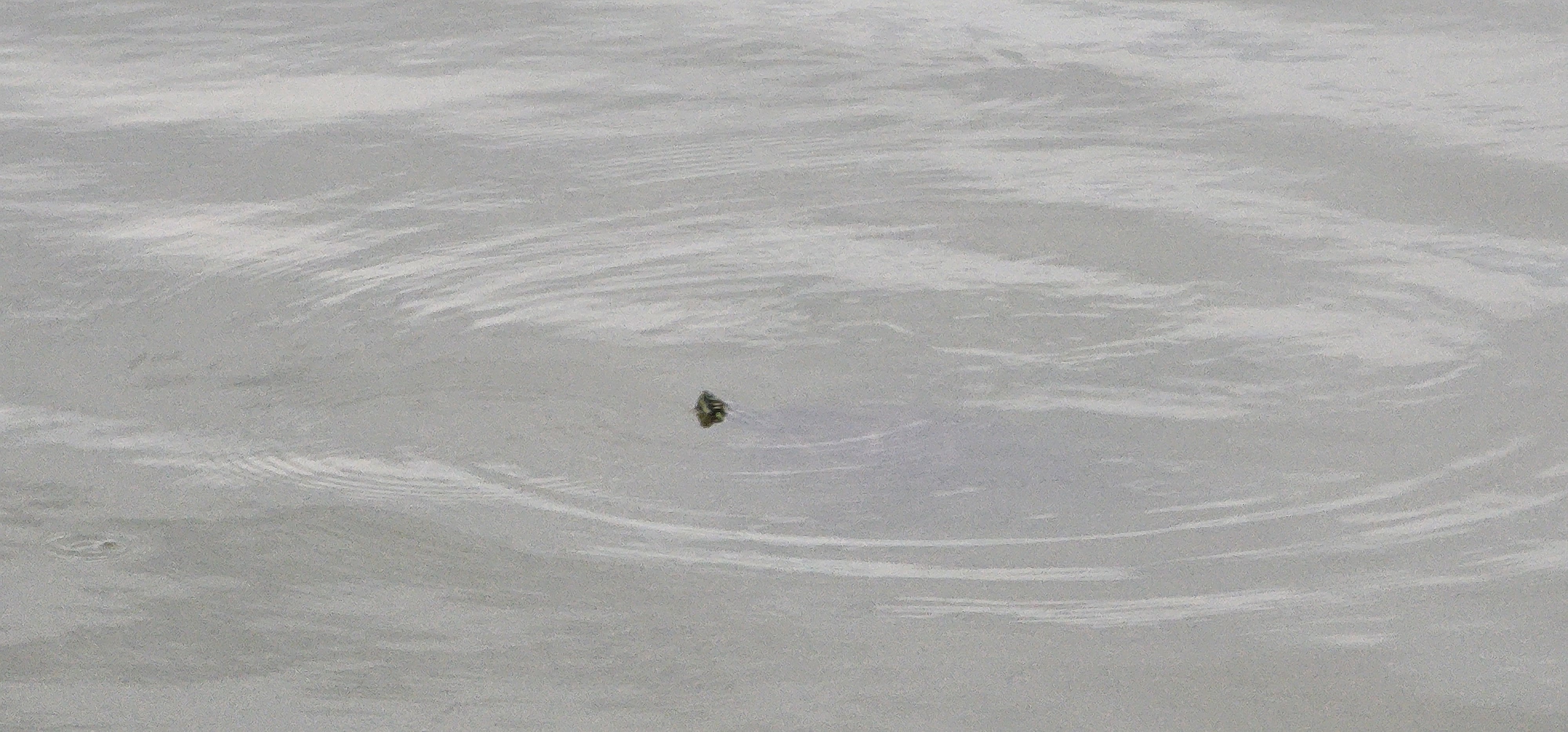 A turtle’s head peaking above the water’s surface