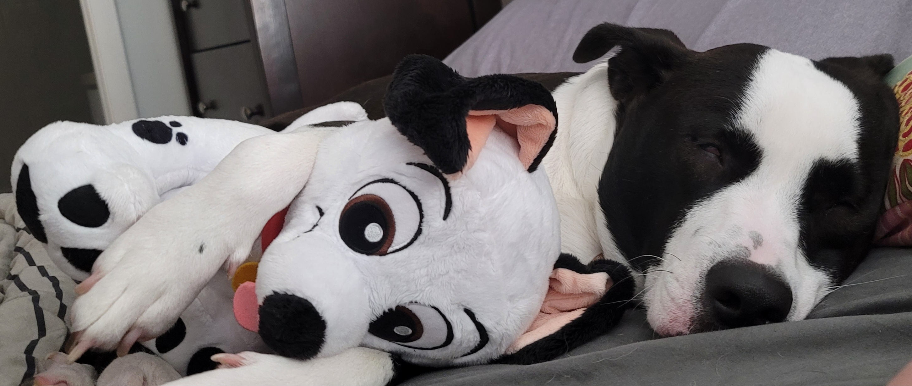 Bail sleeping holding a stuffed dalmatian