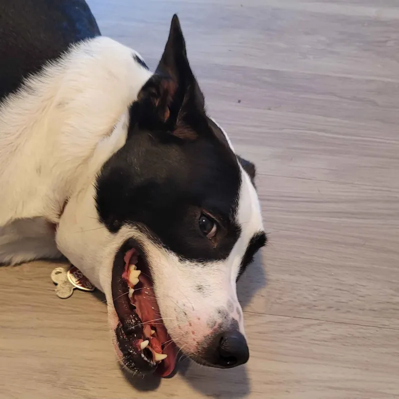 Bail lying on the floor, smiling and panting